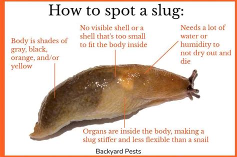 How do you know if a slug is a boy or girl?