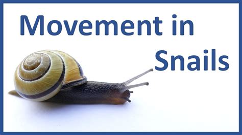 How do you know if a snail is happy?
