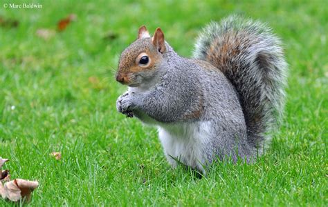 How do you know if a squirrel is aggressive?
