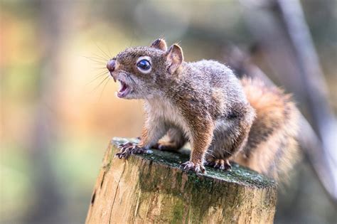 How do you know if a squirrel is mad?