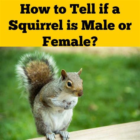 How do you know if a squirrel likes you?