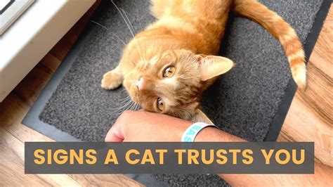 How do you know if a stray cat trusts you?