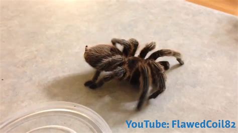 How do you know if a tarantula is dying?