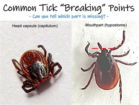 How do you know if a tick head is left?
