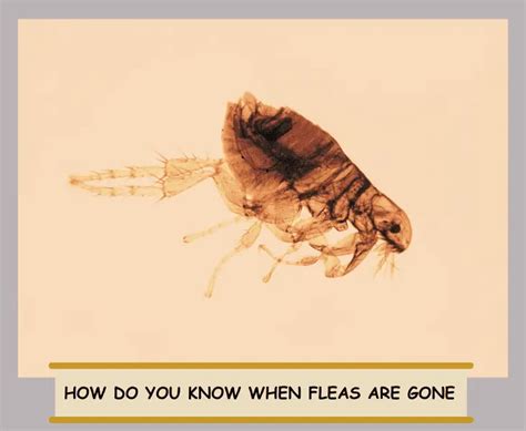 How do you know if all fleas are gone?