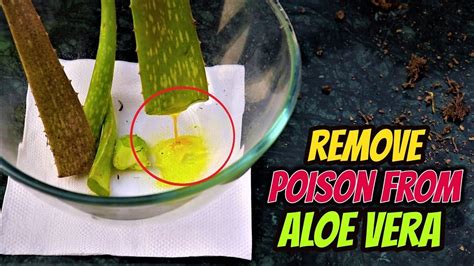 How do you know if aloe vera is bad for you?