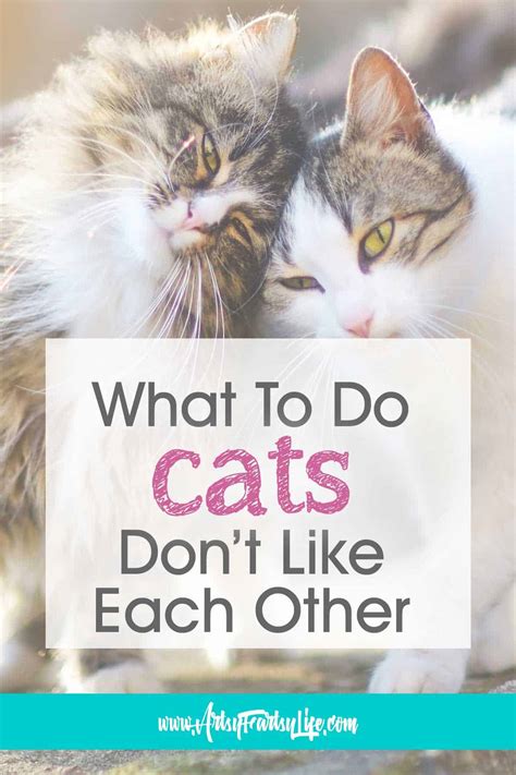 How do you know if cats don't like each other?