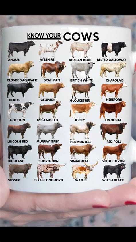 How do you know if cows like you?