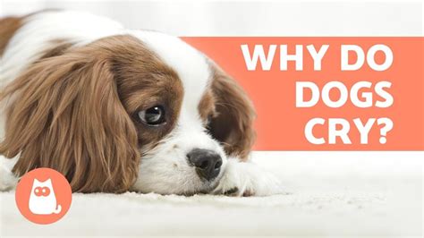 How do you know if dogs are crying?