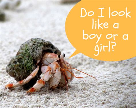 How do you know if hermit crab is cold?