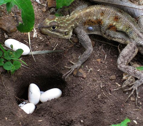 How do you know if lizard eggs are fertile?