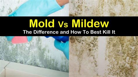 How do you know if mold is completely gone?