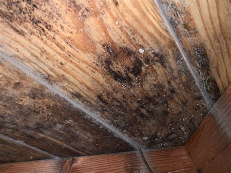 How do you know if mold is completely gone?