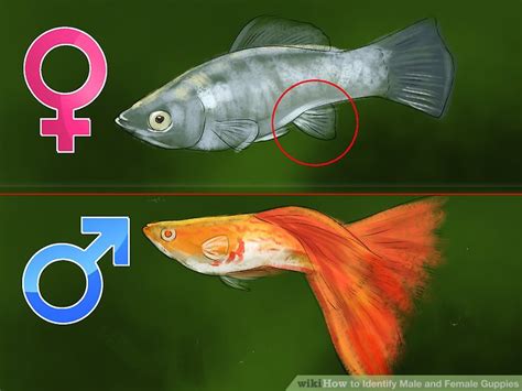 How do you know if my fish like me?