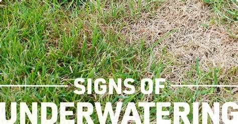 How do you know if soil is overwatered?