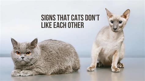 How do you know if two cats don't like each other?