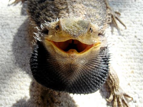 How do you know if your bearded dragon doesn't like you?