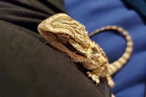 How do you know if your bearded dragon loves you?