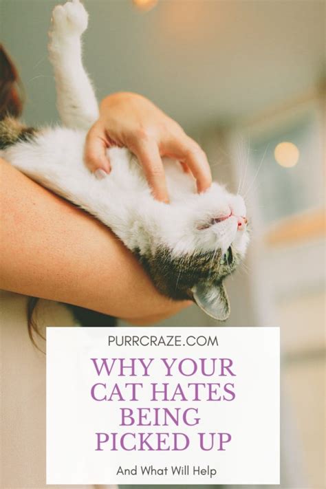 How do you know if your cat doesn't like being picked up?
