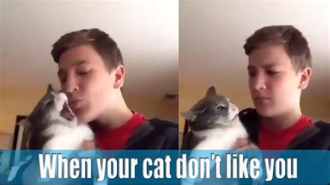 How do you know if your cat doesn't like you?