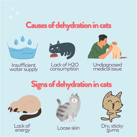 How do you know if your cat is dehydrated?