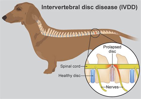 How do you know if your dog has a spinal problem?