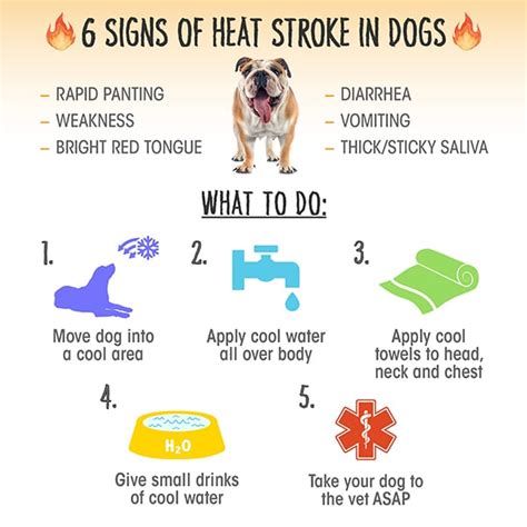 How do you know if your dog has heat stroke?