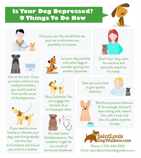 How do you know if your dog is lonely?