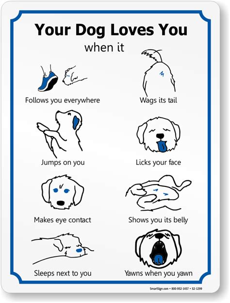 How do you know if your dog likes you?