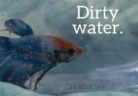 How do you know if your fish died from lack of oxygen?
