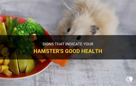 How do you know if your hamster is to warm?