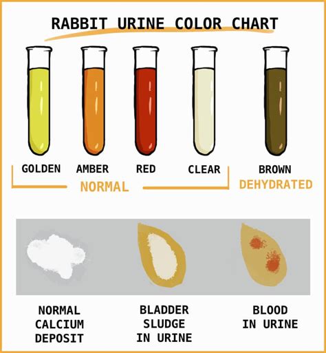 How do you know if your rabbit is dehydrated?