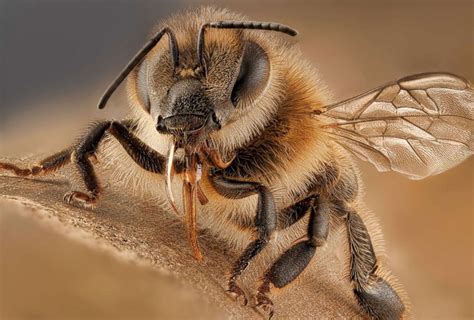 How do you know when a bee is angry?