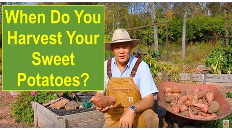 How do you know when a sweet potato is ripe?