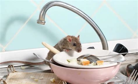 How do you know when all mice are gone?