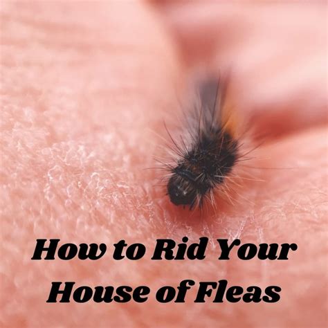 How do you know when fleas are dying?