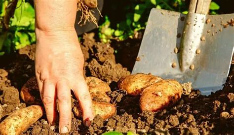 How do you know when potatoes are ready to dig up?