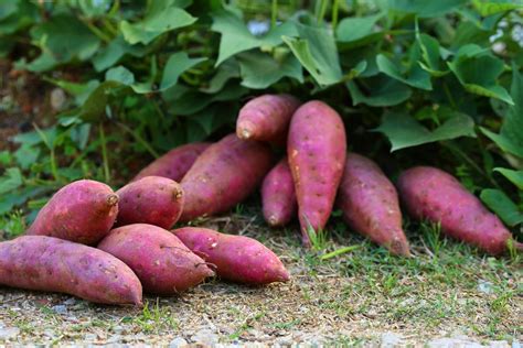 How do you know when sweet potatoes are fully grown?