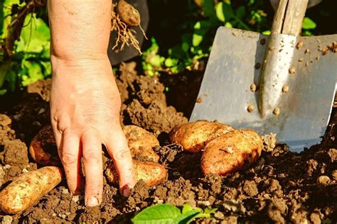 How do you know when sweet potatoes are ready to dig up?