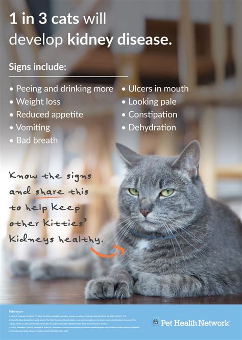 How do you know when to put a cat down with kidney disease?