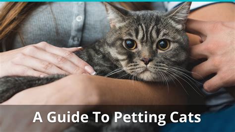 How do you know when to stop petting a cat?
