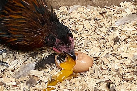 How do you know which hen is eating eggs?
