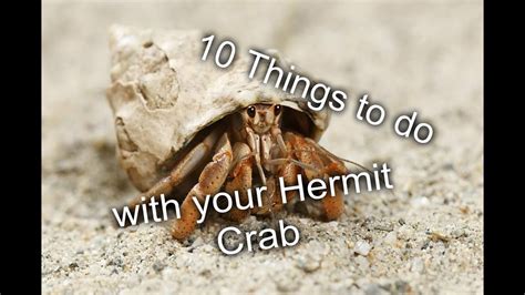 How do you lure a hermit crab out of hiding?
