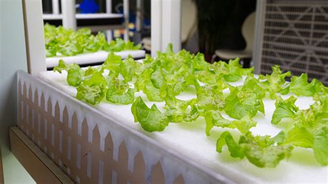 How do you maintain ppm in hydroponics?