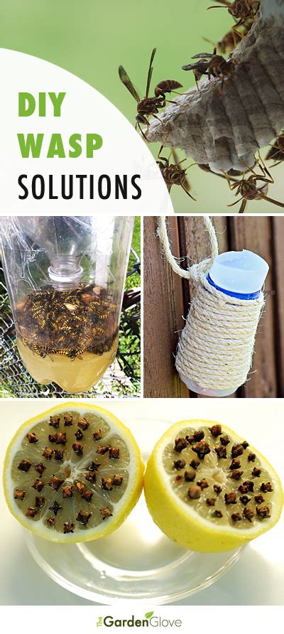 How do you make a cheap wasp trap?