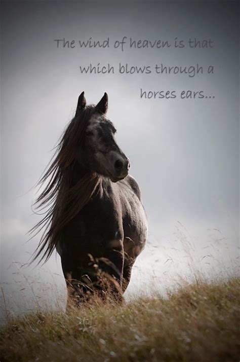 How do you make a horse feel loved?