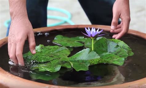 How do you make a lily pond?