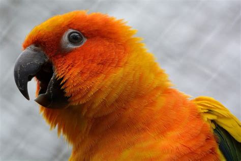 How do you make a sad parrot happy?