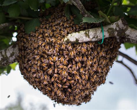 How do you make a swarm of bees leave?