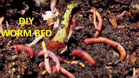 How do you make a worm bed for fishing worms?